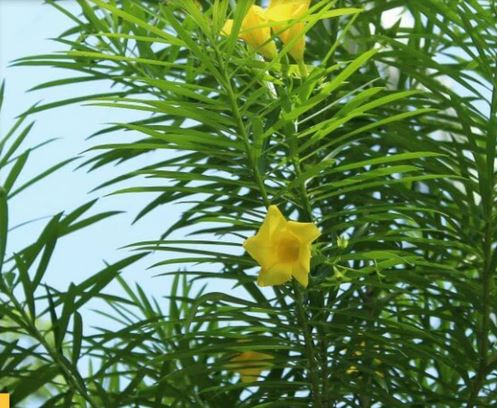 सौभाग्य और समृद्धि का प्रतीक है यह पौधा, शुक्रवार को भूलकर ना करें ये काम, वरना कंगाली का बन सकता है कारण