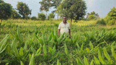 राष्ट्रीय बागवानी मिशन योजना का कृषक ले रहे हैं लाभ