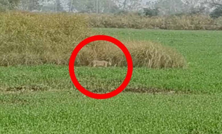 कबीरधाम जिले के रिहायसी इलाके में नजर आया तेंदुआ, ग्रामीणों में दहशत