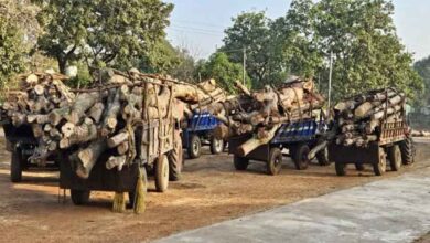 छत्तीसगढ़-बालोद में वन विभाग का ताबड़तोड़ एक्शन, अवैध लकड़ी परिवहन करते आठ ट्रैक्टर जब्त