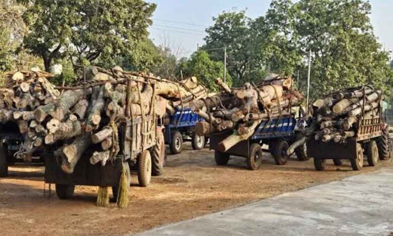 छत्तीसगढ़-बालोद में वन विभाग का ताबड़तोड़ एक्शन, अवैध लकड़ी परिवहन करते आठ ट्रैक्टर जब्त