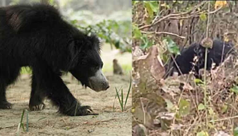 छत्तीसगढ़-मरवाही के गगनई नेचर कैंप में मादा भालू की मौत, शिकारियों के जाल में फंसा