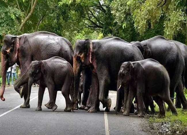 हाथियों को जंगल में रखने मप्र में असम मॉडल होगा लागू