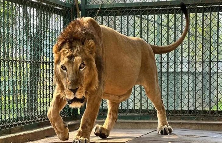 टिकटॉक वीडियो बनाते समय शेर के पिंजरे में घुसा शख्स, गंभीर रूप से घायल टिकटॉक वीडियो बनाते समय शेर के पिंजरे में घुसा शख्स, गंभीर रूप से घायल